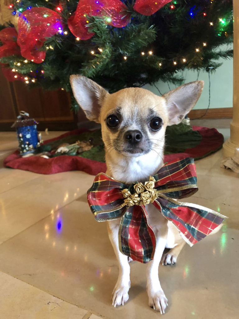 19. Plaid Ribbon Bow Chihuahua Sitting Under Christmas Tree Lights Indoors