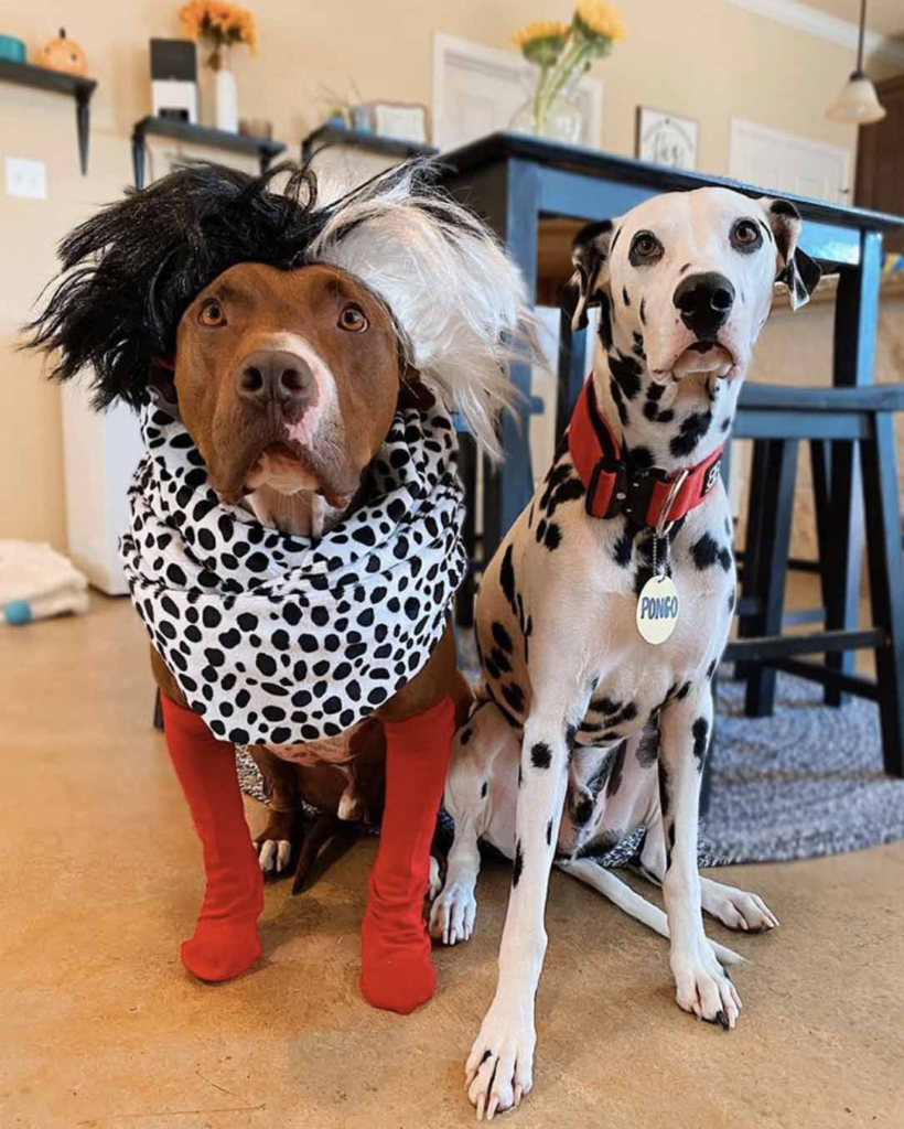2. Cruella de Vil Wig and Spotted Cowl on a Pitbull Mix