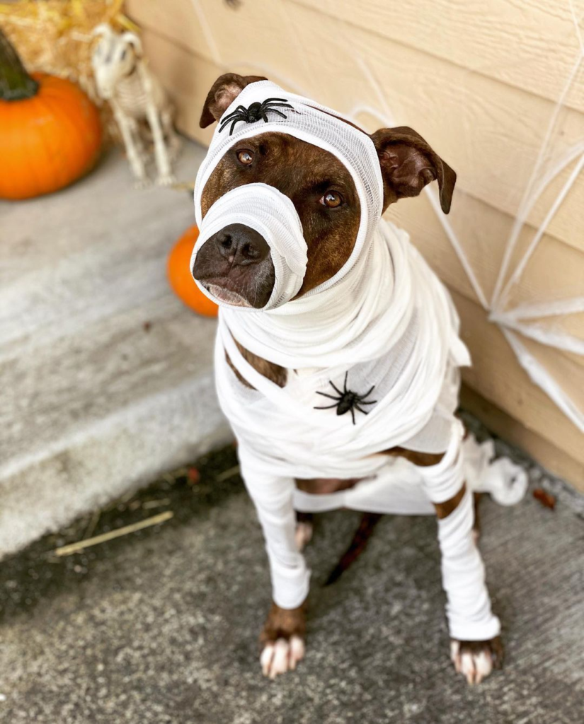 3. White Gauze Mummy Wrap with Fake Spiders on a Brown Pitbull