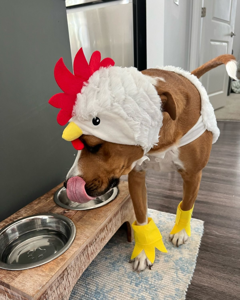 4. Fluffy White Chicken Hood and Yellow Felt Feet on a Brown Dog