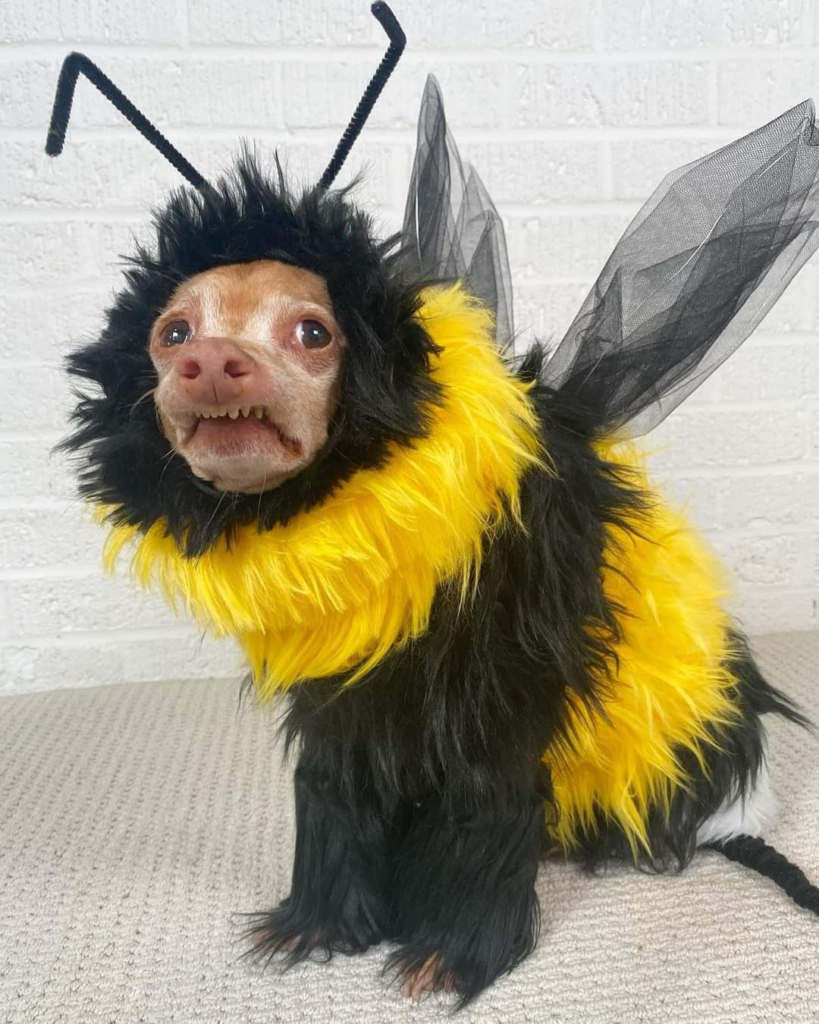 5. Fluffy Bumblebee Suit with Tulle Wings on a Small Dog