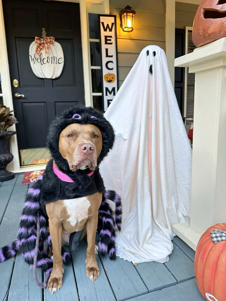 6. Black and Purple Fuzzy Spider Suit on a Pitbull