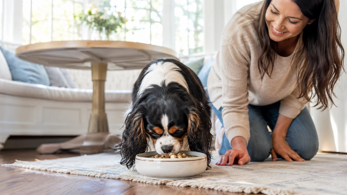 How to Make a Picky Dog Actually Finish a Meal