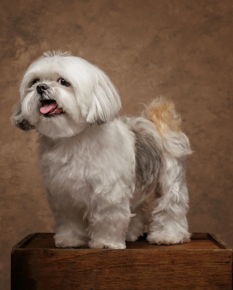 10. Fluffy Shih Tzu Perched on a Wooden Crate