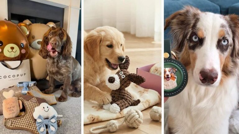 17 Christmas Gift Ideas for Dogs That Aren’t Plastic Junk