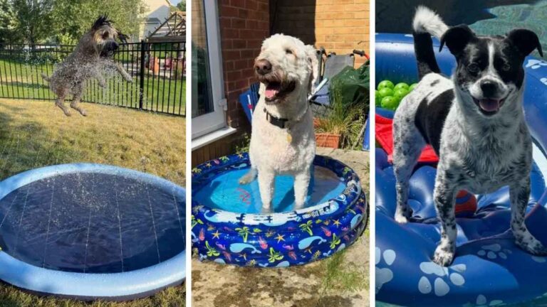 17 DIY Dog Splash Pad Ideas Cheaper Than a Pool