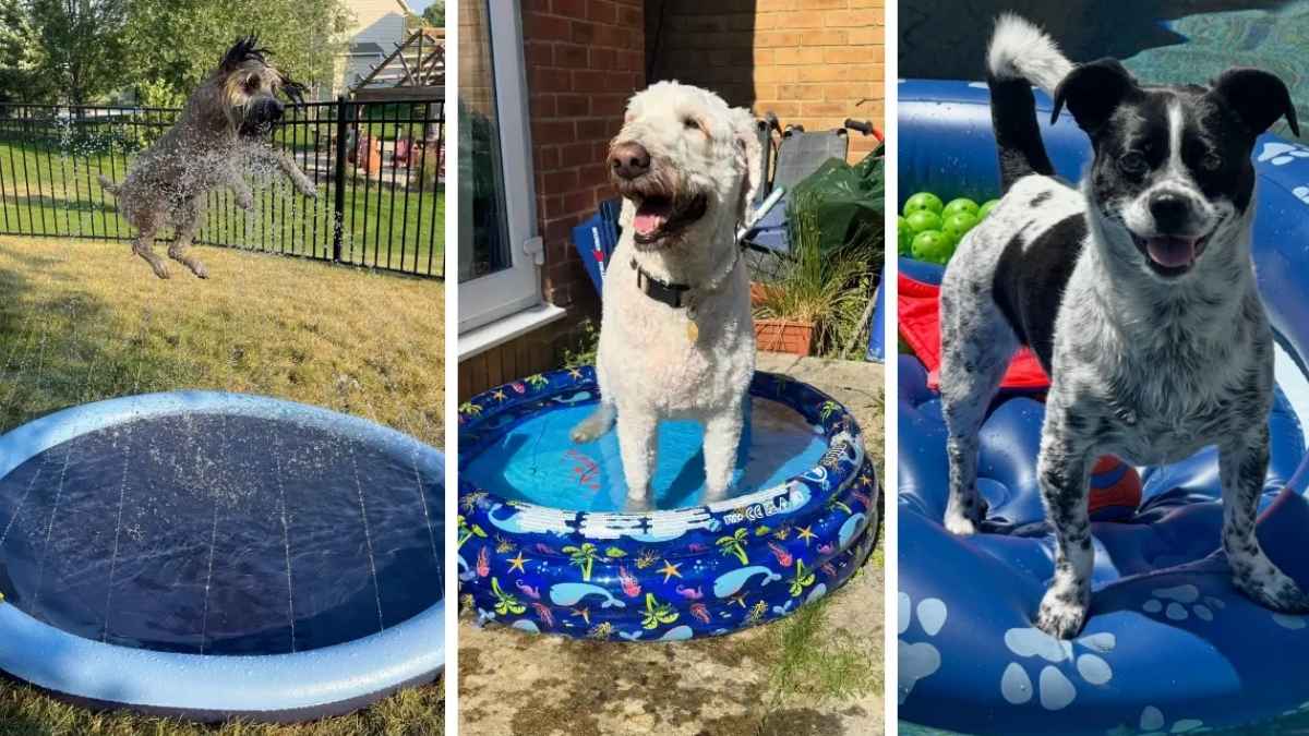 17 DIY Dog Splash Pad Ideas Cheaper Than a Pool