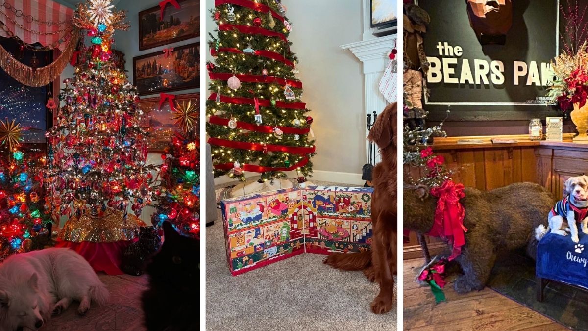 17 Dog Christmas Decoration Ideas That Include the Pup