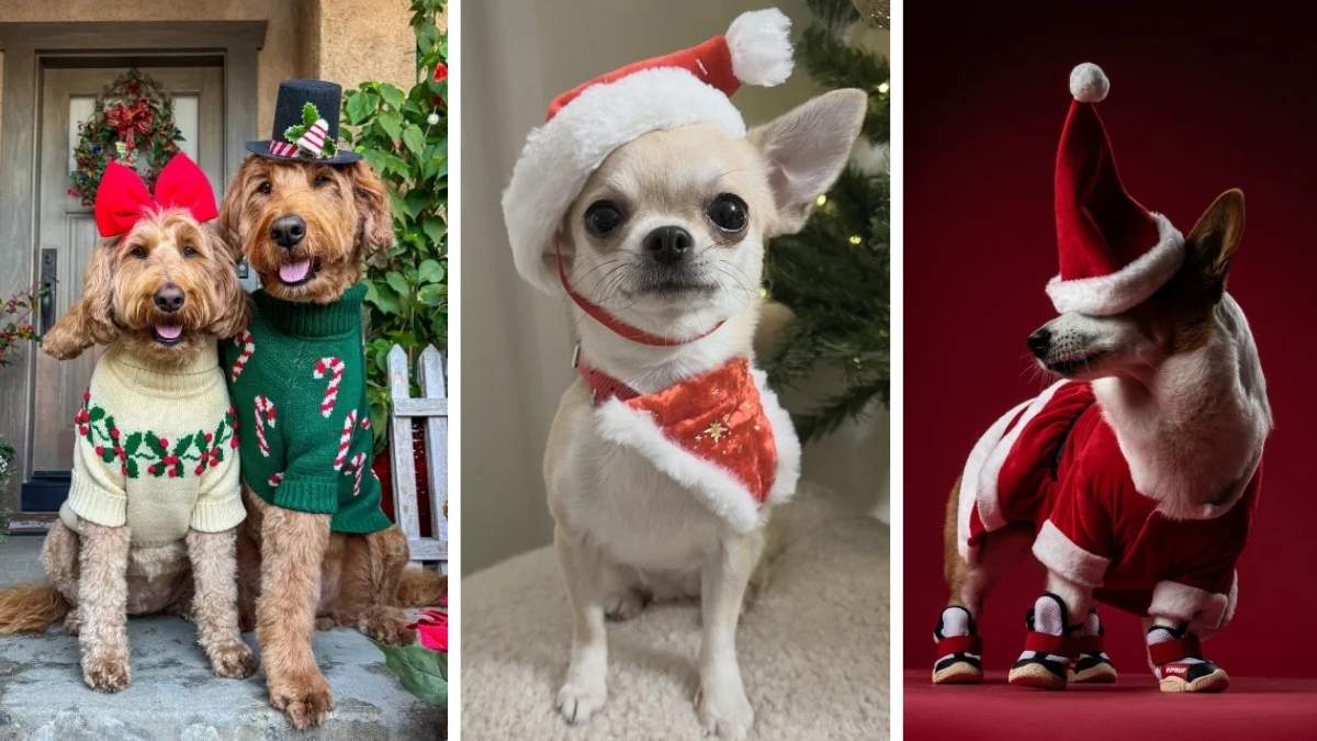17 Dog Christmas Photoshoot Ideas Worth the Holiday Card