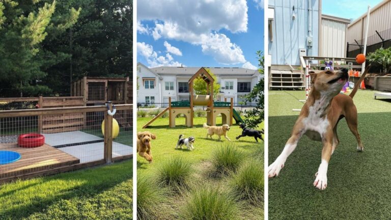 17 Dog Enrichment Yard Ideas Beyond a Plain Lawn