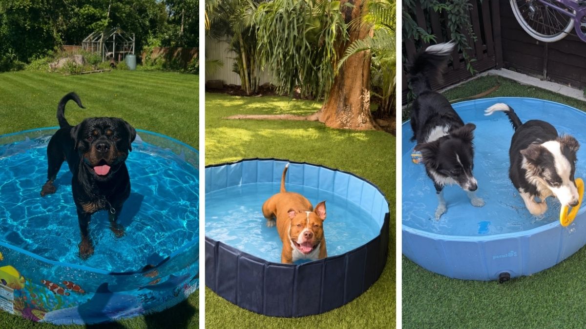 17 Dog Pool Ideas From Kiddie Pool to Custom Splash Pad