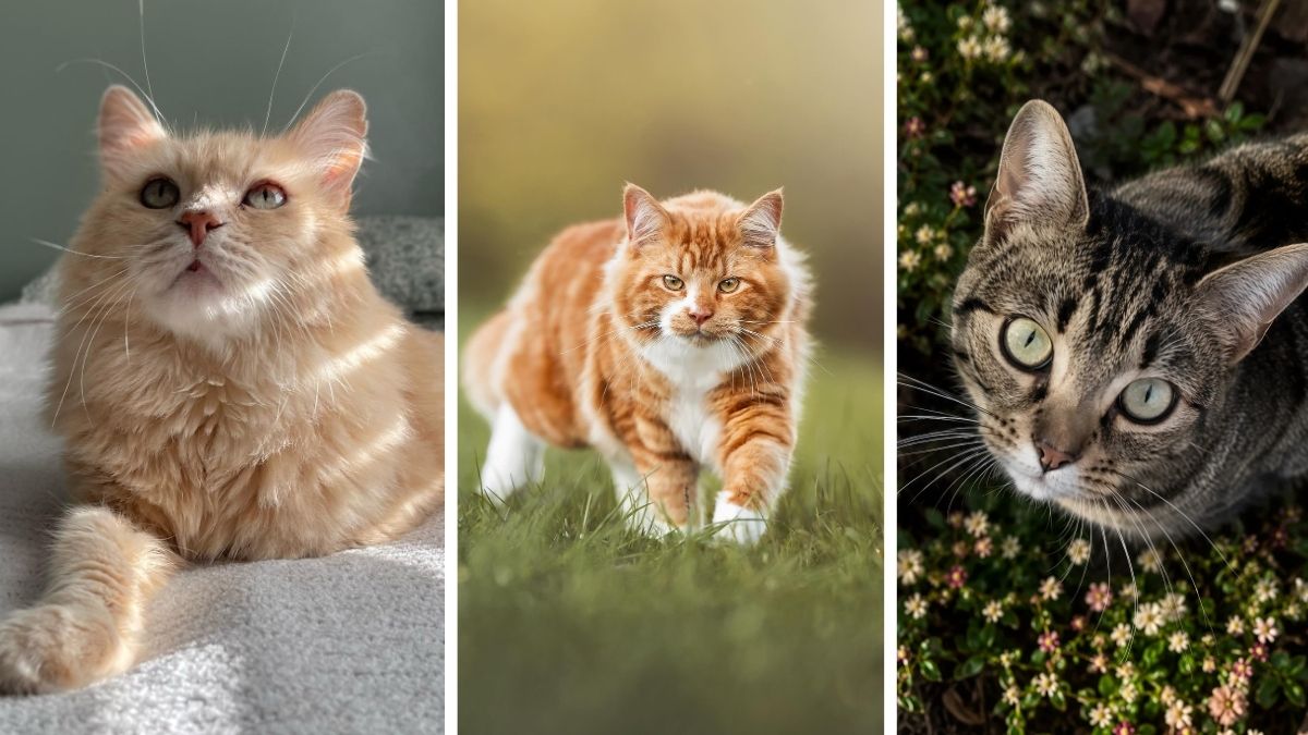18 Cat Photoshoot Ideas You Can Do With a Phone at Home