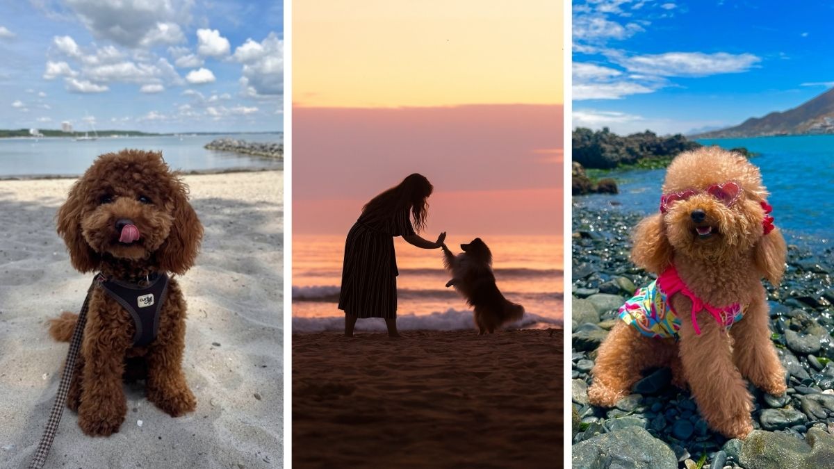 18 Dog Beach Photoshoot Ideas From Solo to Family