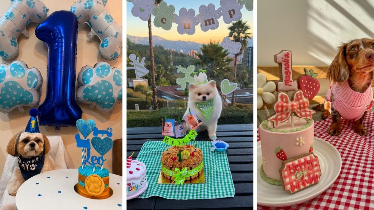 18 Dog First Birthday Ideas Worth a Real Photoshoot