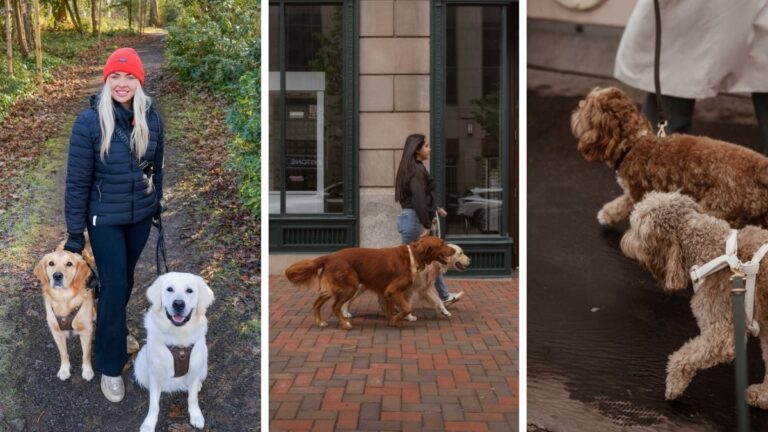 18 Dog Walking Photoshoot Ideas From Field to City Street
