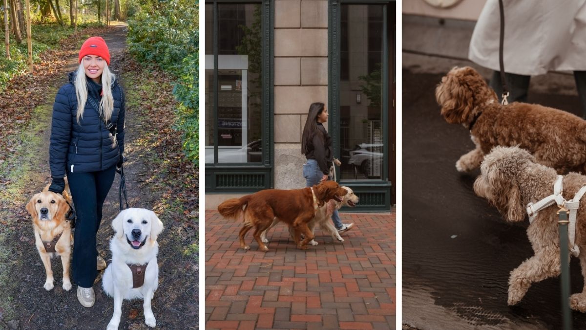 18 Dog Walking Photoshoot Ideas From Field to City Street
