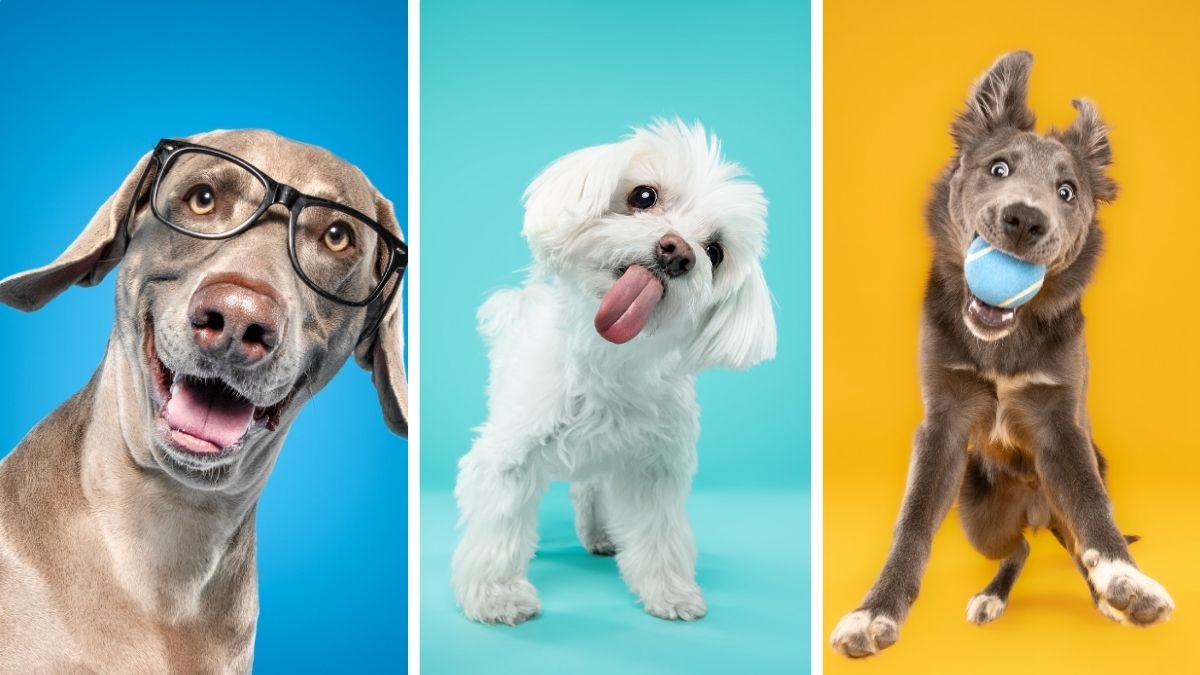 18 Studio Pet Photography Ideas From Backdrops to Props
