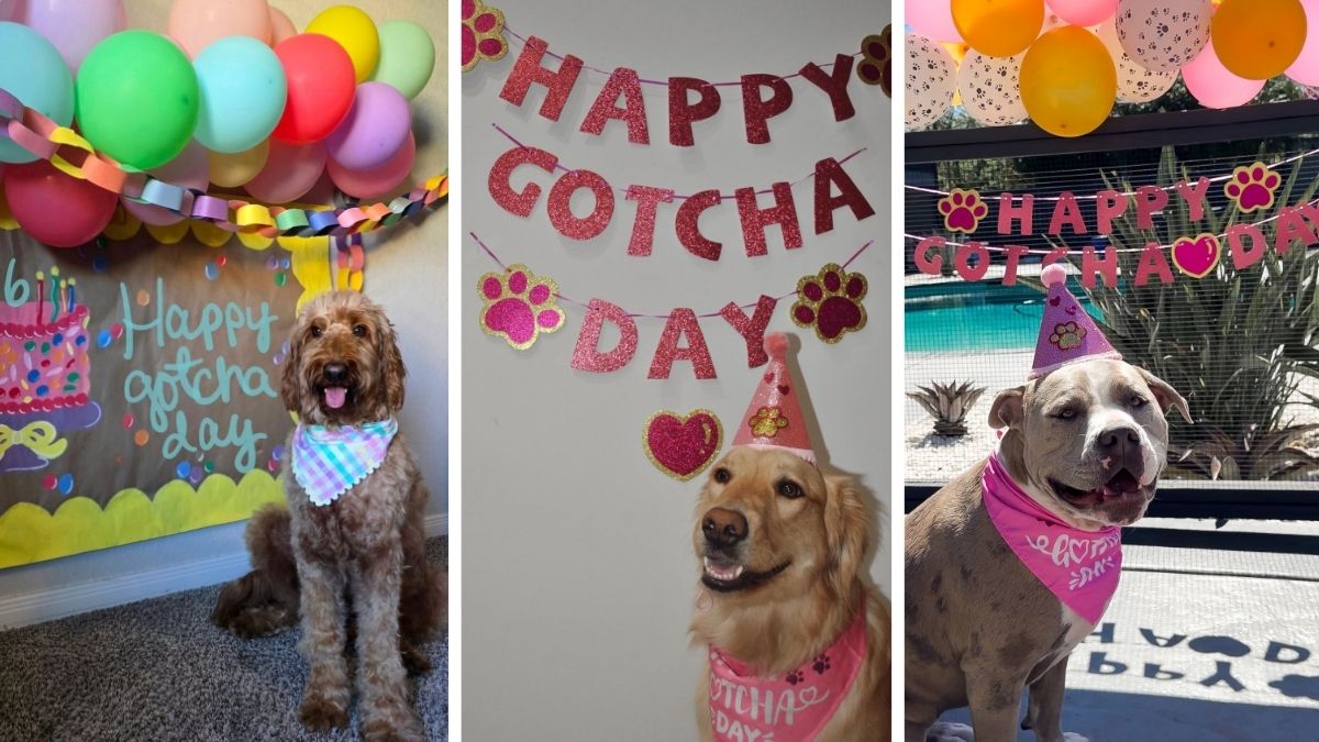 19 Dog Gotcha Day Party Ideas to Honor the Rescue