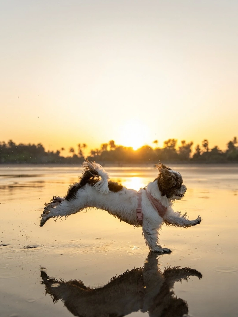 Action shot of a small dog sprinting through shallow water