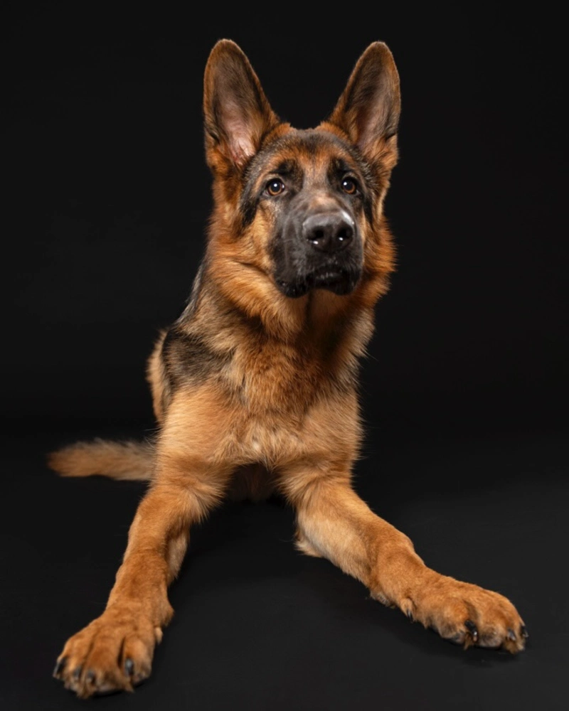 Alert German Shepherd Puppy on a Classic Black Background