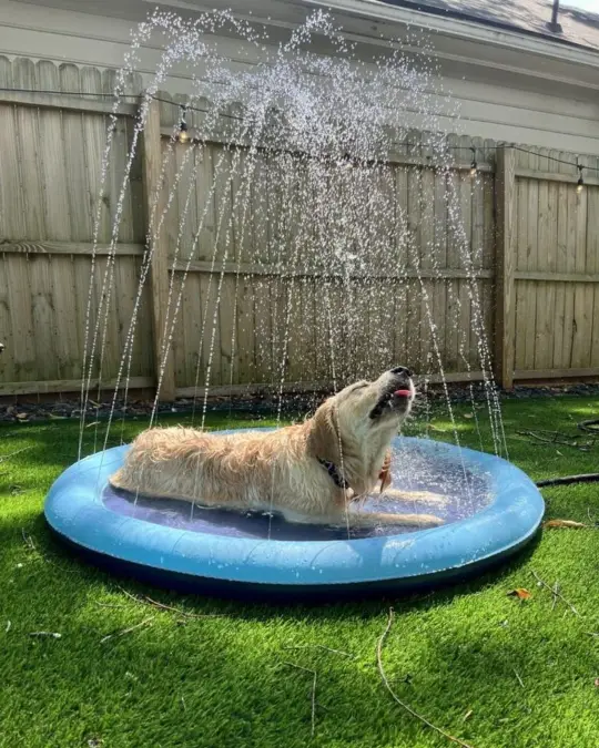 Arching Fountain Splash Basin
