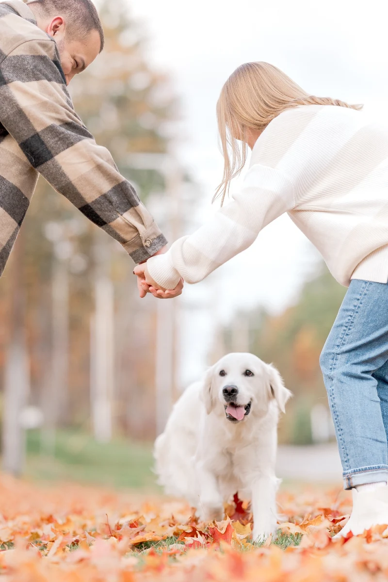 Bare Fur Golden Retriever in Cozy Neutral Fall Sweaters Frame