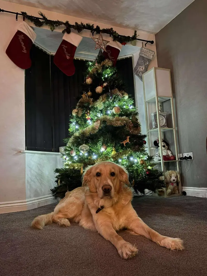 Bay Window Christmas Tree with High Mounted Stocking Rod and Golden Garland