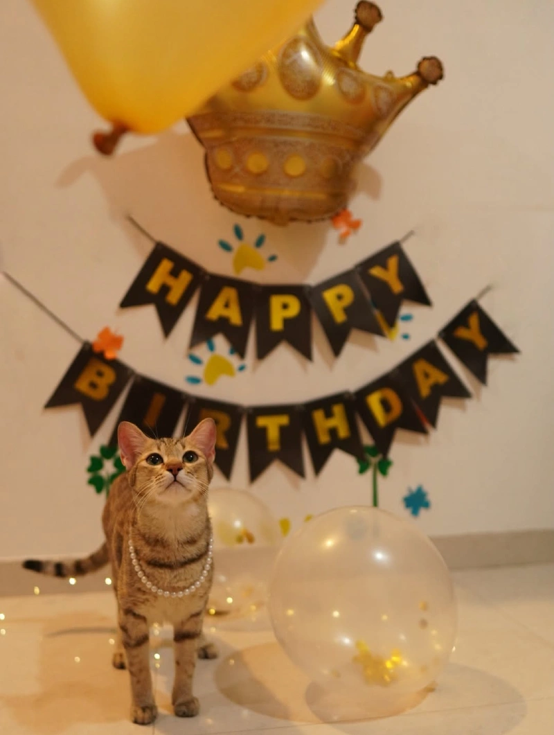 Black Bunting Garland with Gold Crown Balloon and Faux Pearl Collar