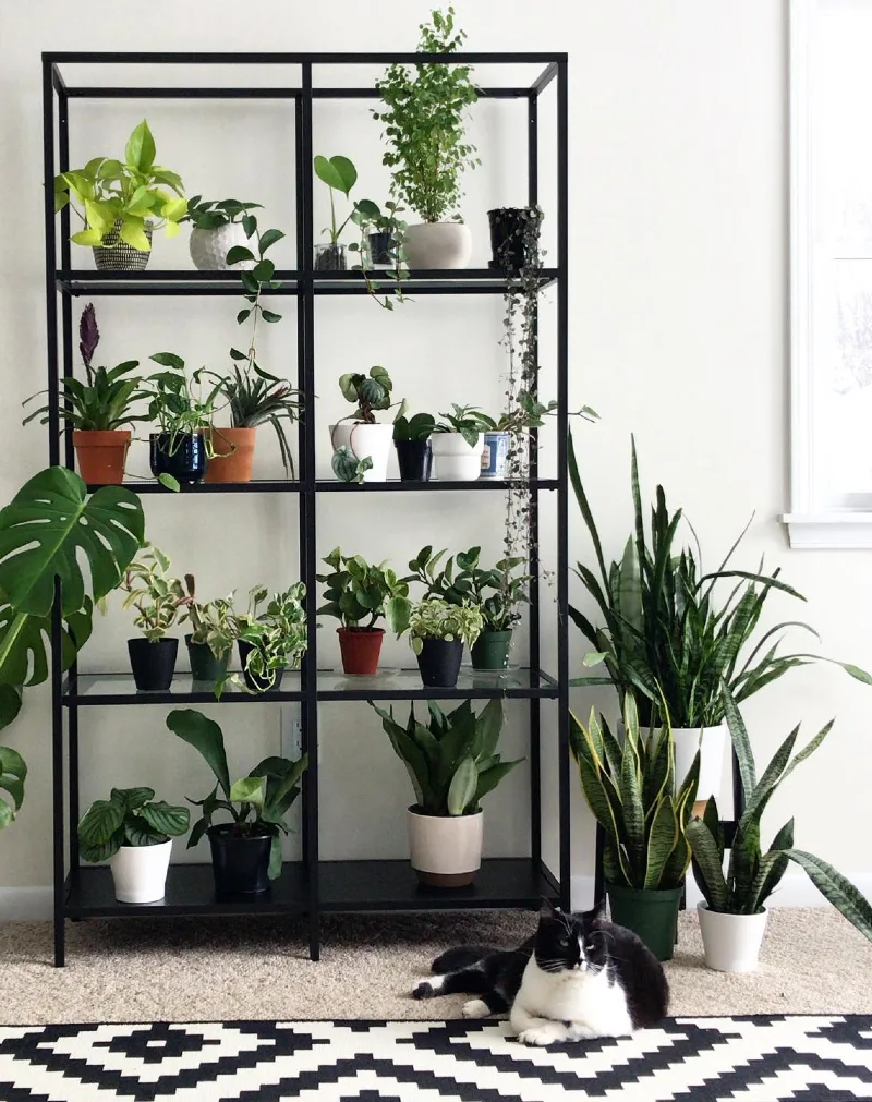 Black Metal Framework Plant Shelf Display with a Tuxedo Cat on the Carpet Below