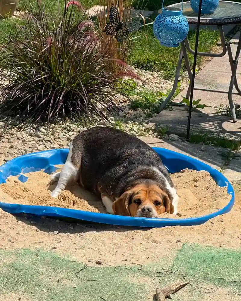 Blue Plastic Wading Pool Repurposed as a Garden Dig Zone
