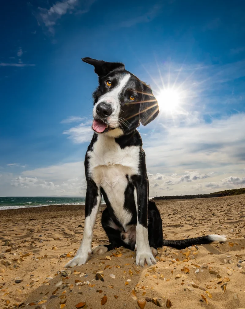 Border collie with a sunburst effect