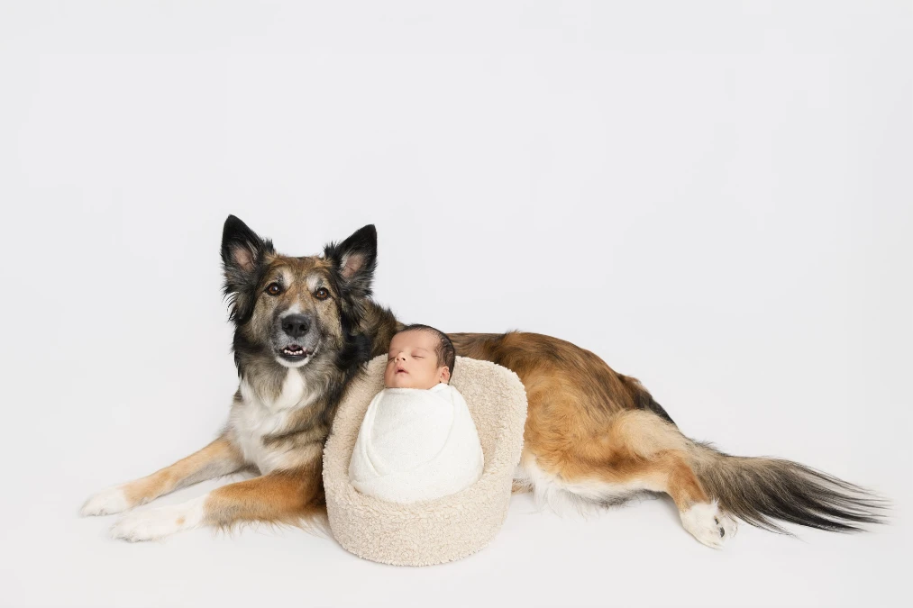 Bright Minimalist Pet Setup