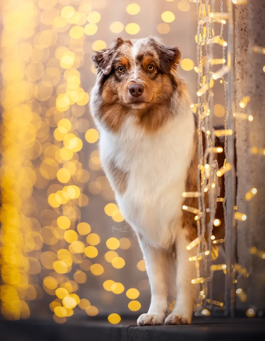 Cascading Fairy Light Curtain