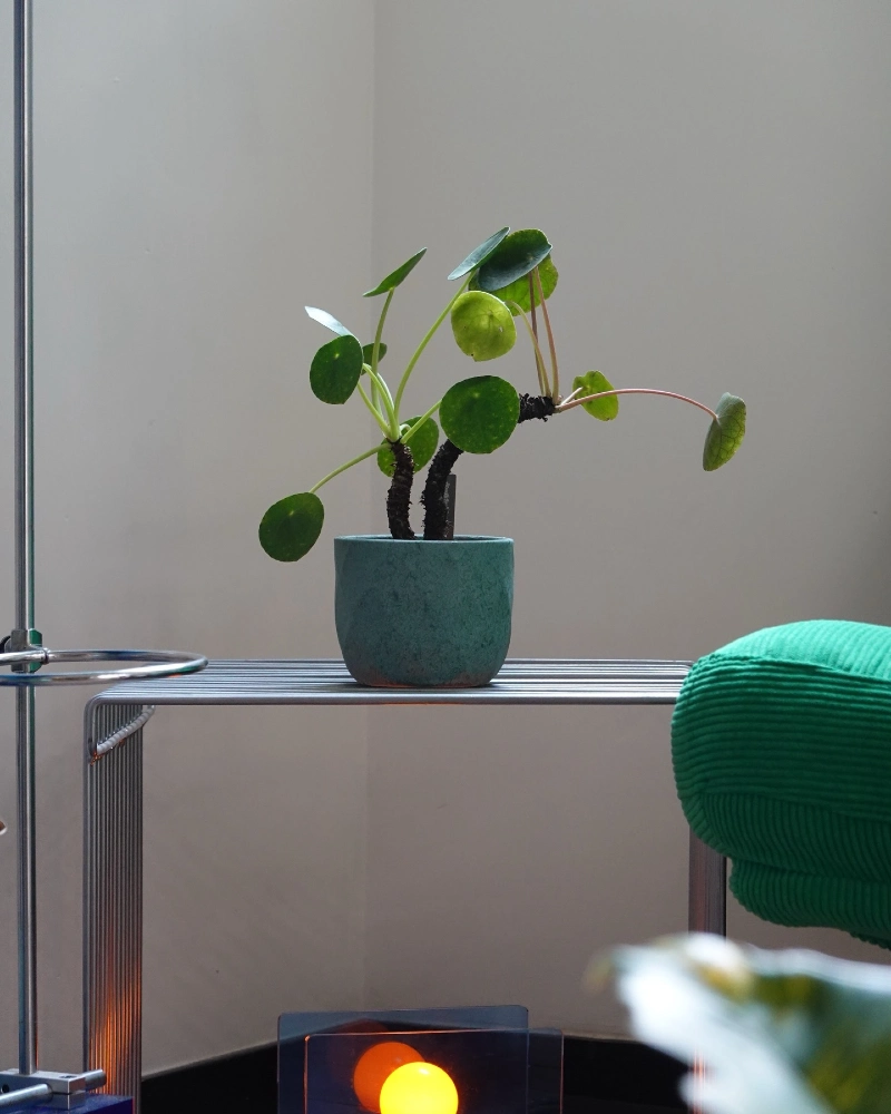Chinese Money Plant in a Teal Pot on a Minimalist Chrome Wire Table