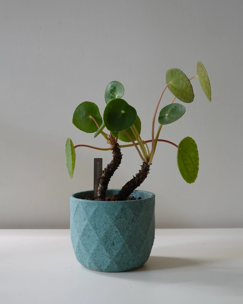 Chinese Money Plant with Round, Coin-Shaped Leaves in a Diamond-Textured Teal Ceramic Pot
