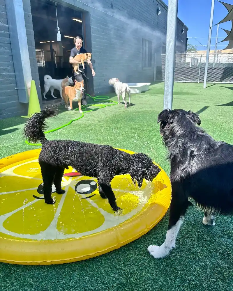 Citrus Splash Pad with Cooling Misting Station on Turf