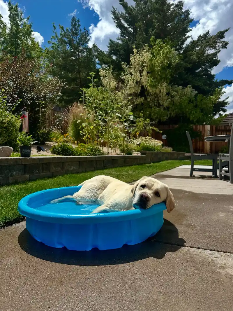 Classic Blue Plastic Kiddie Pool on a Concrete Patio