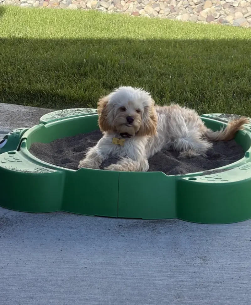 Classic Green Resin Turtle Sandbox on a Smooth Concrete Patio