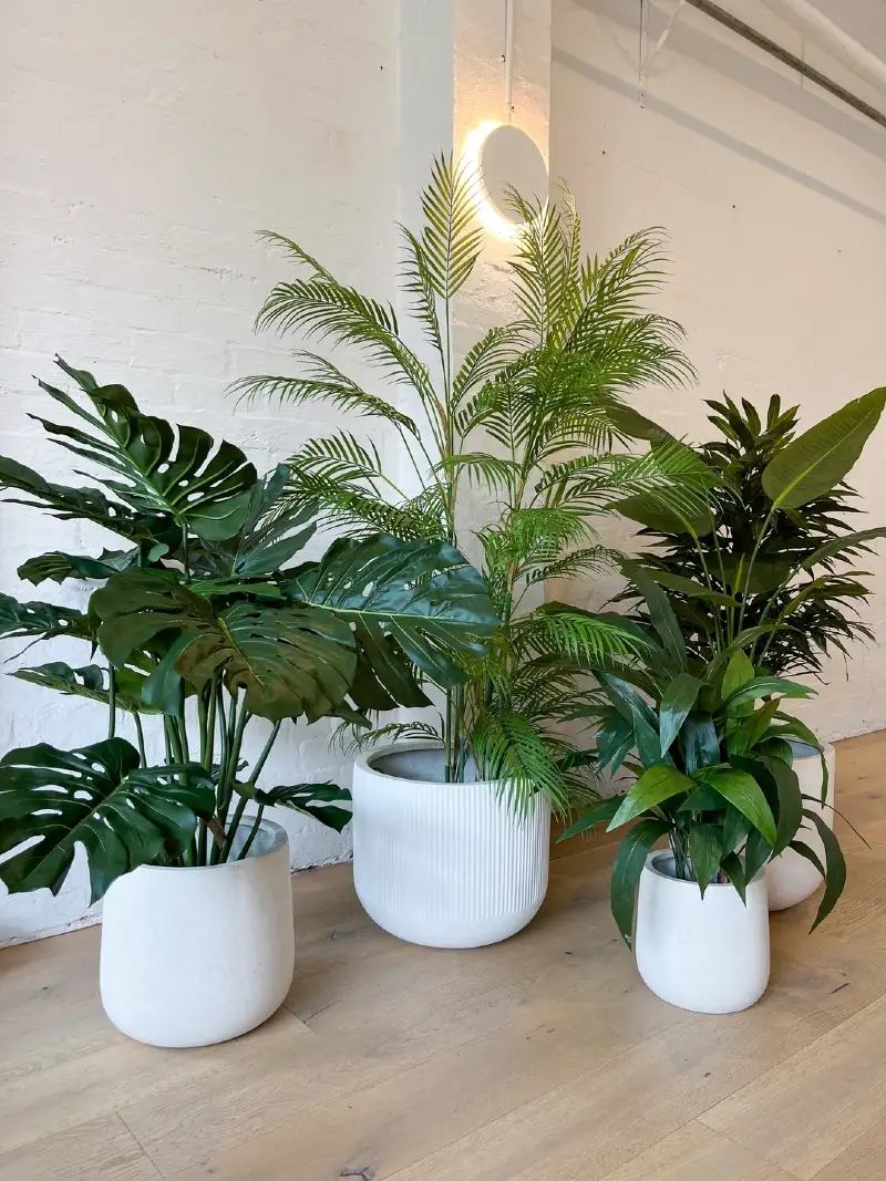 Cluster of Mixed Greenery Including a Parlor Palm and Broad Leaf Plants in Textured White Planters
