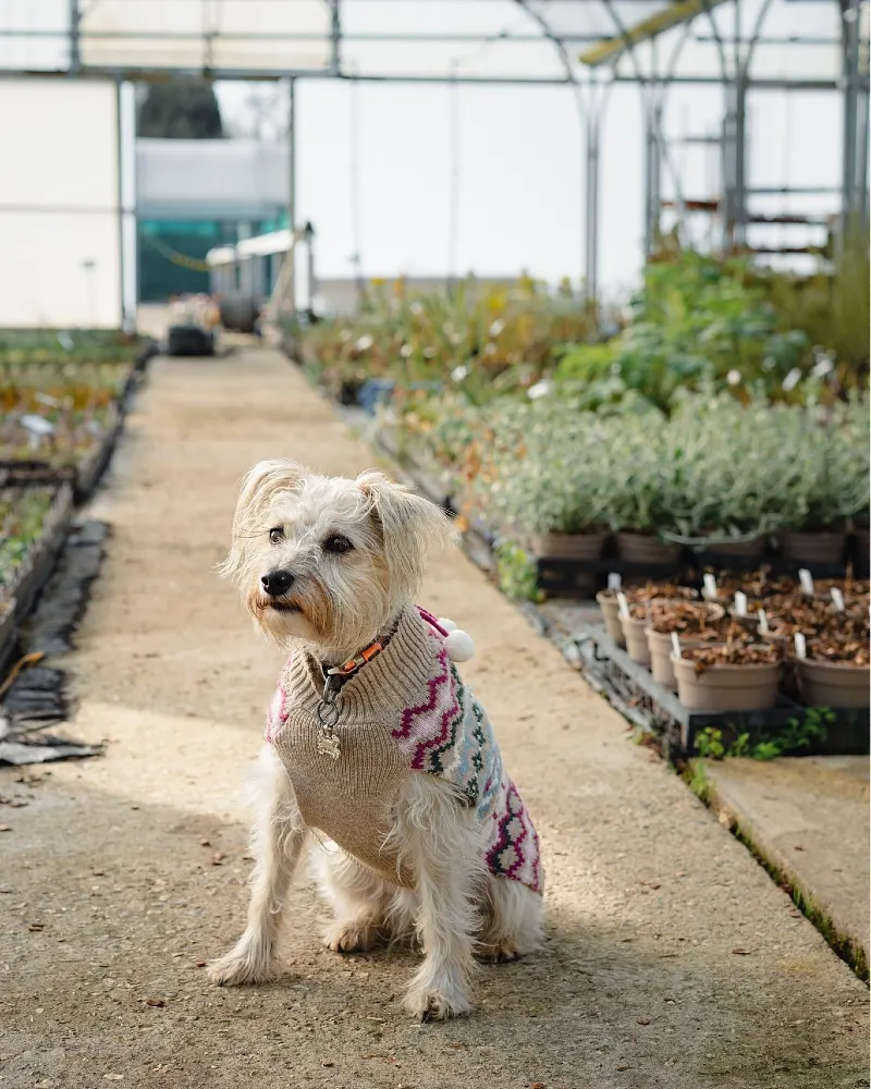Concrete Nursery Path with Organized Plant Trays and Greenhouse Structure