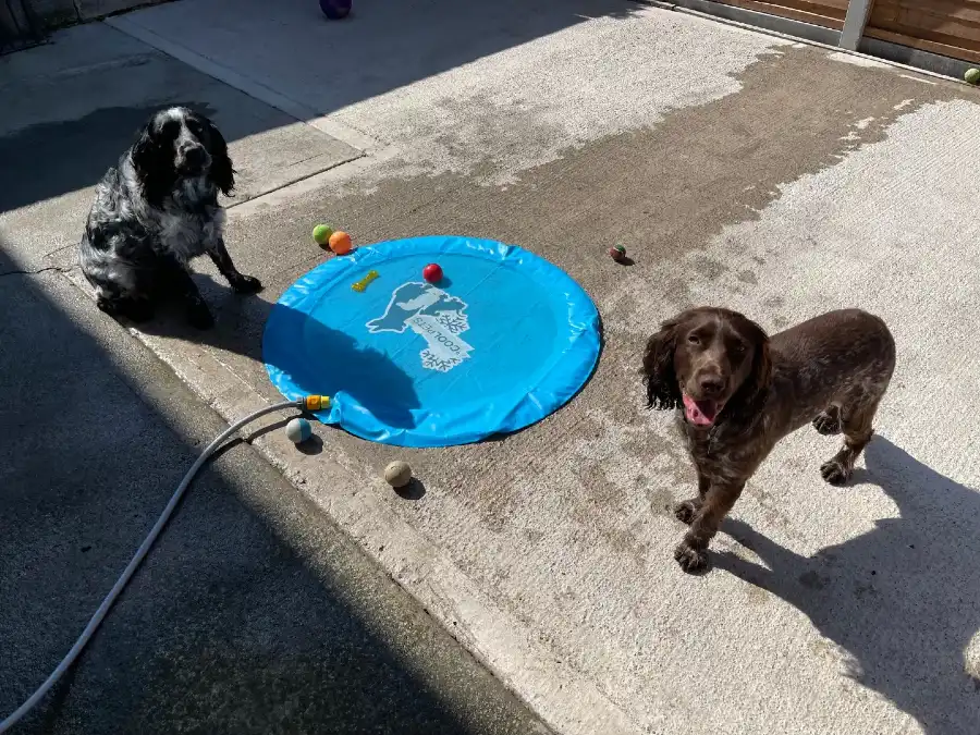 Concrete Patio Splash Zone For Spaniels