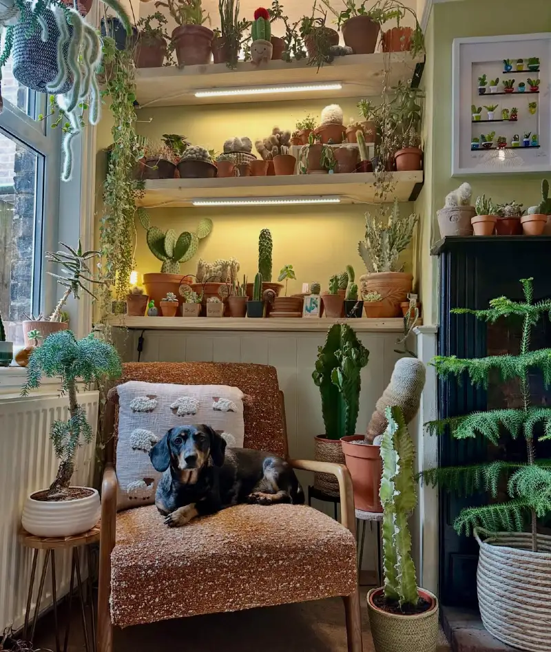 Cozy Terracotta Armchair with a Dachshund and Layered Wooden Shelves of Cacti Under Grow Lights