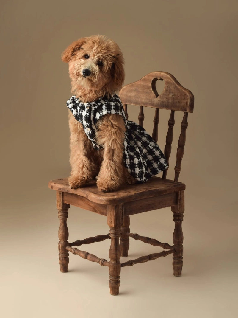 Dapper Doodle in a Black and White Plaid Dress