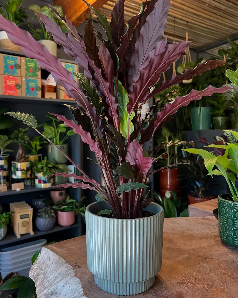Deep Burgundy Rattlesnake Plant in a Vertical-Ribbed Sage Green Planter