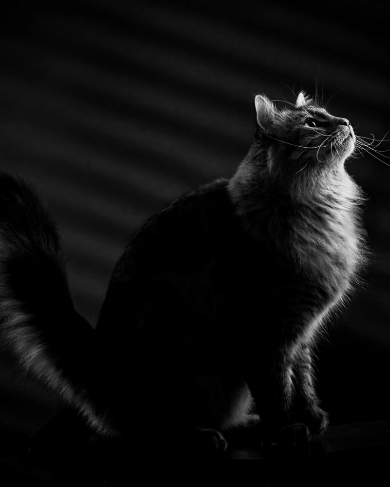 Dramatic Black-and-White Feline Silhouette