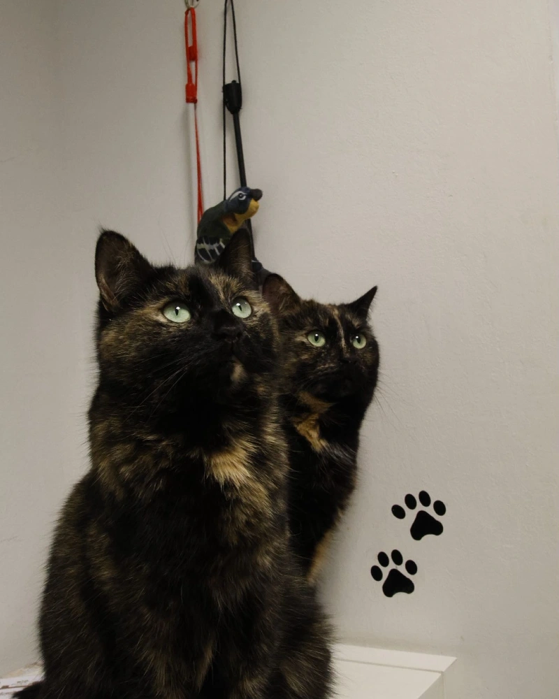Dual Tortoiseshell Cats with Playful Wall Accents