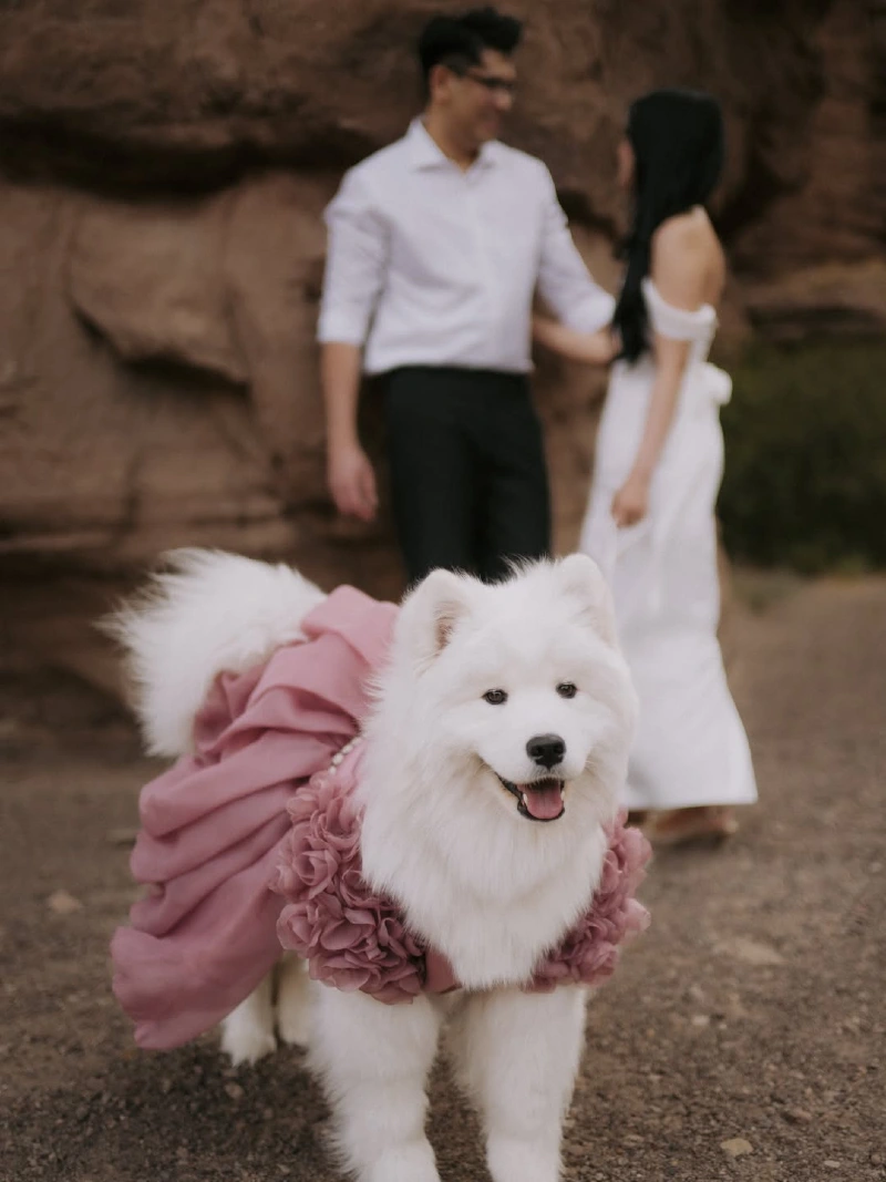 Dusty Rose Ruffled Gown with Pearl Collar on a Samoyed