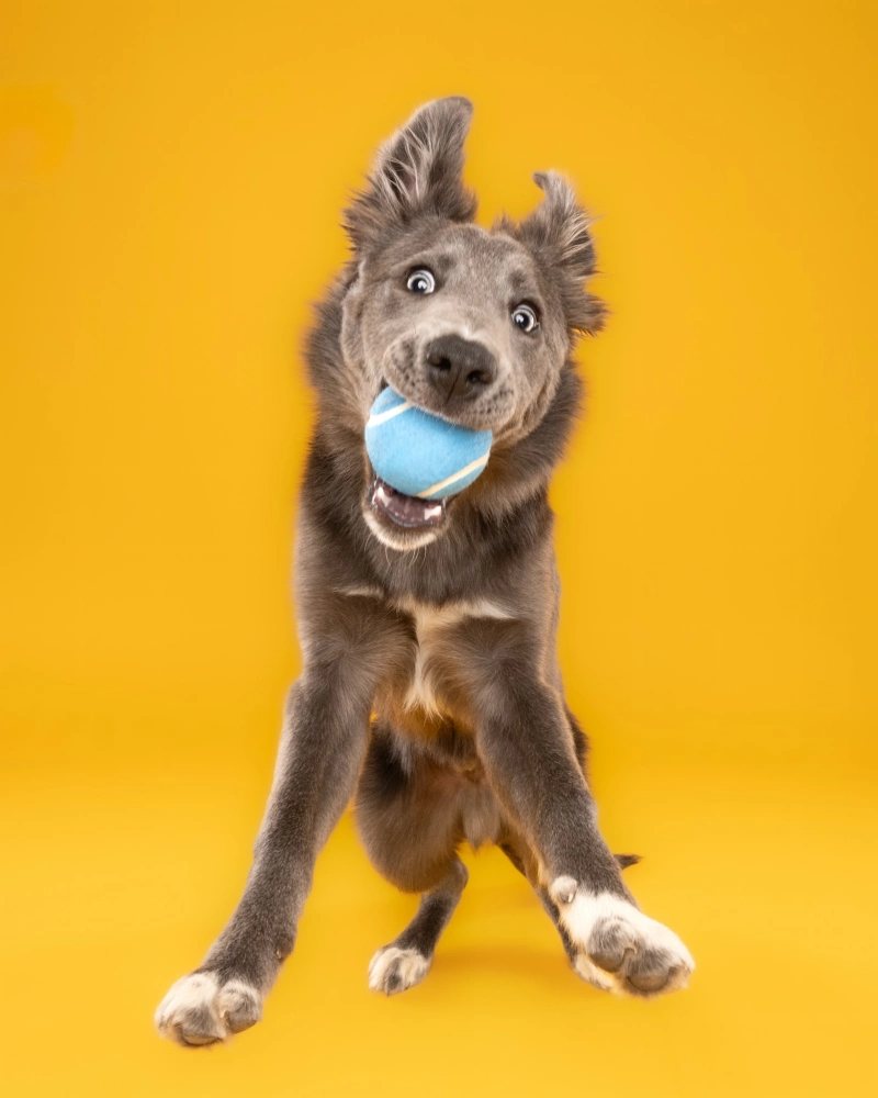 Energetic Dog Capturing a Blue Ball Against a Yellow Backdrop