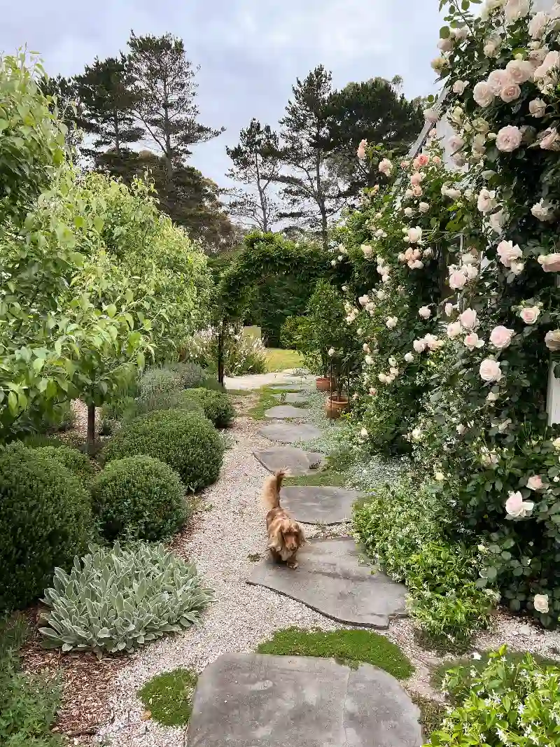 Flagstone Path with Crunchy Pea Gravel and Dense Climbing Roses