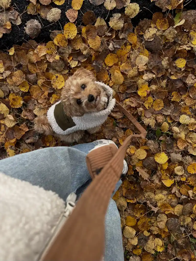 Fleece Vest and Corduroy Leash on a Maltipoo in Autumn Leaves